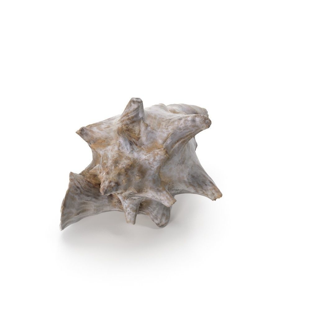 Shell 03 - Low and High Poly Versions Low-poly 3D model_11