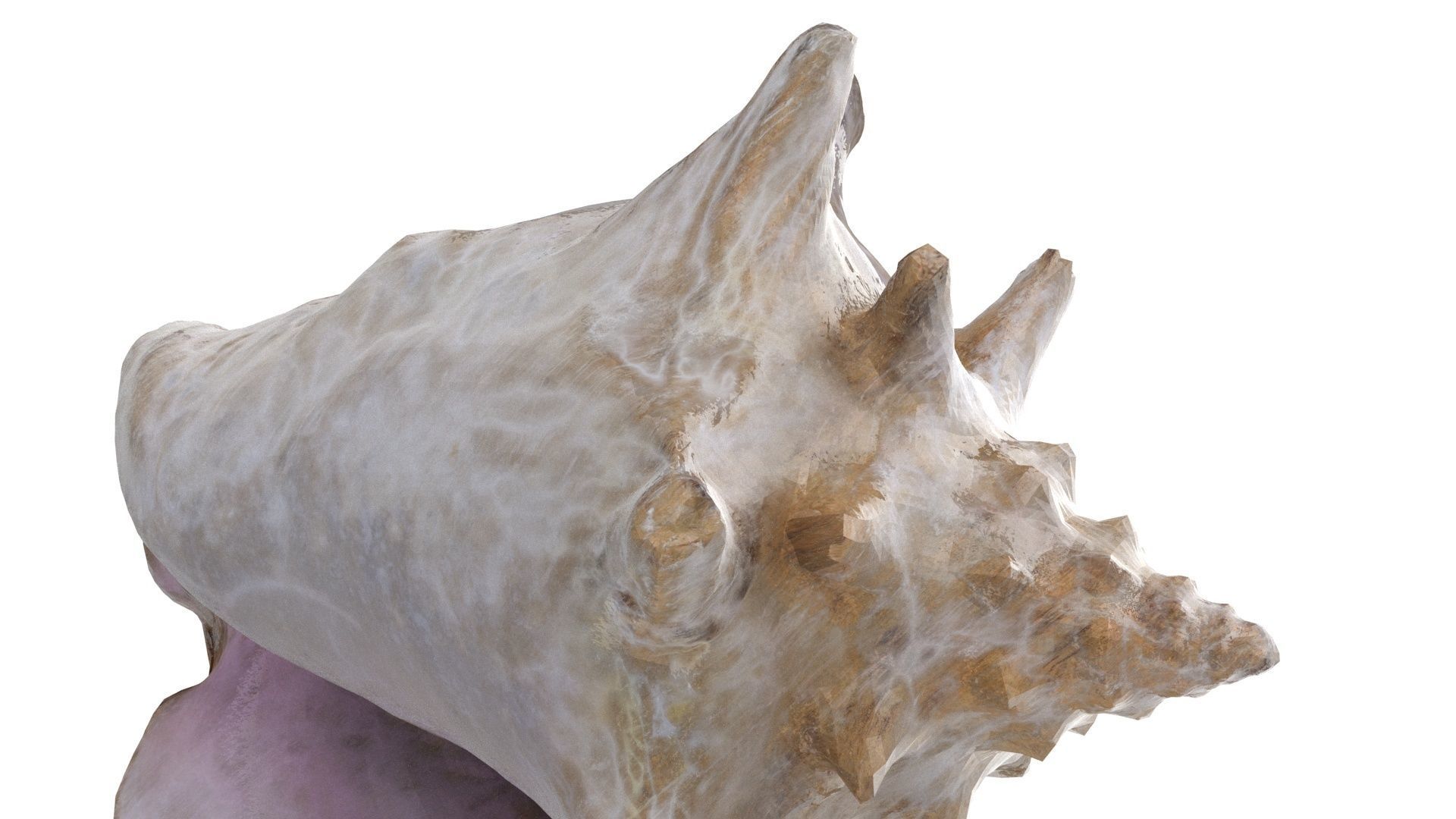 Shell 03 - Low and High Poly Versions Low-poly 3D model_17