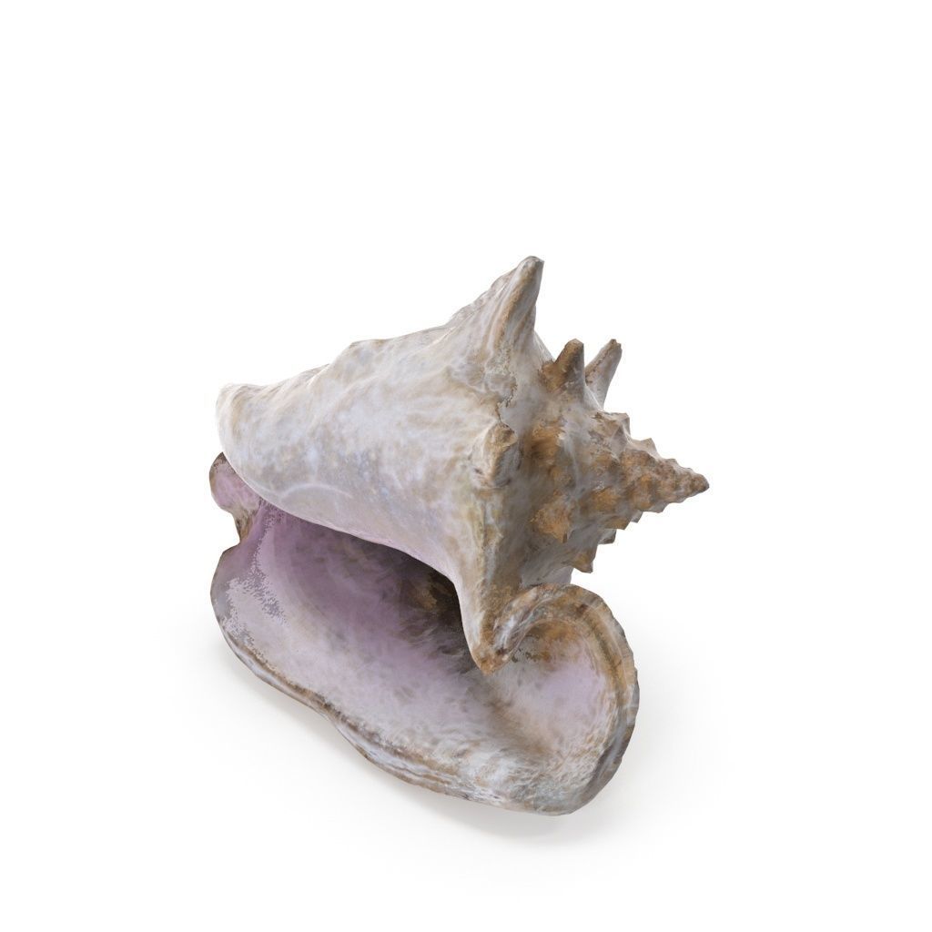 Shell 03 - Low and High Poly Versions Low-poly 3D model_14