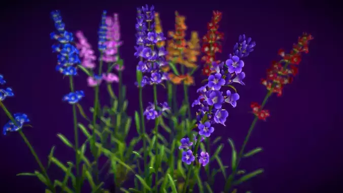 Flower Lavandula 3D model