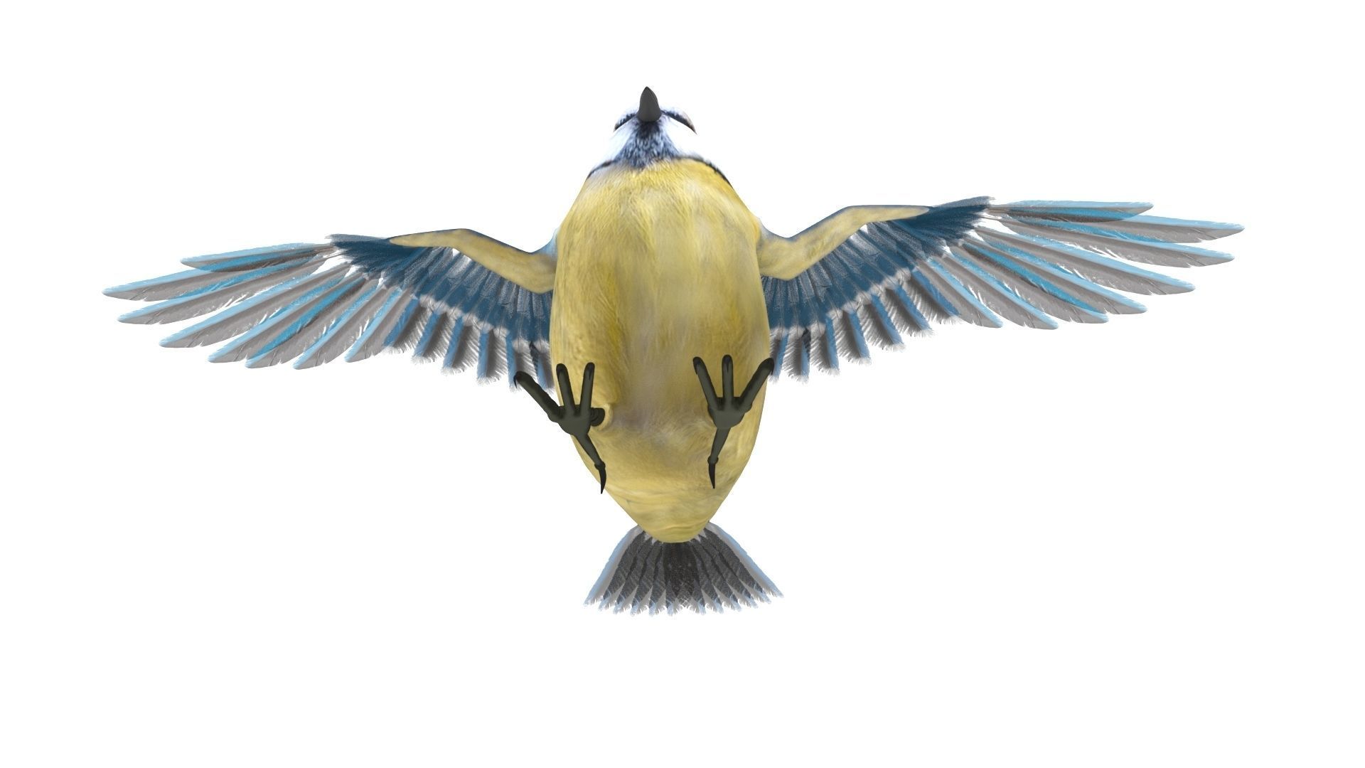 Blue titmouse bird Low-poly 3D model_5