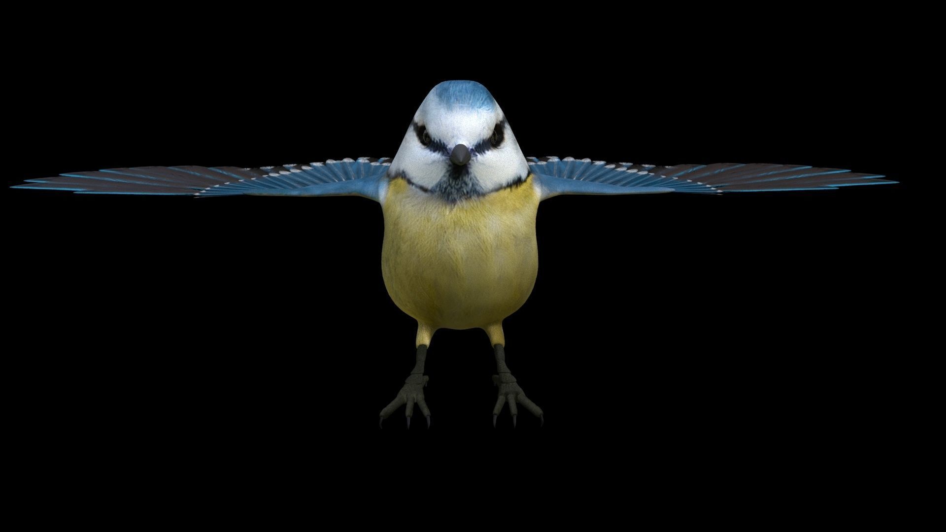 Blue titmouse bird Low-poly 3D model_6