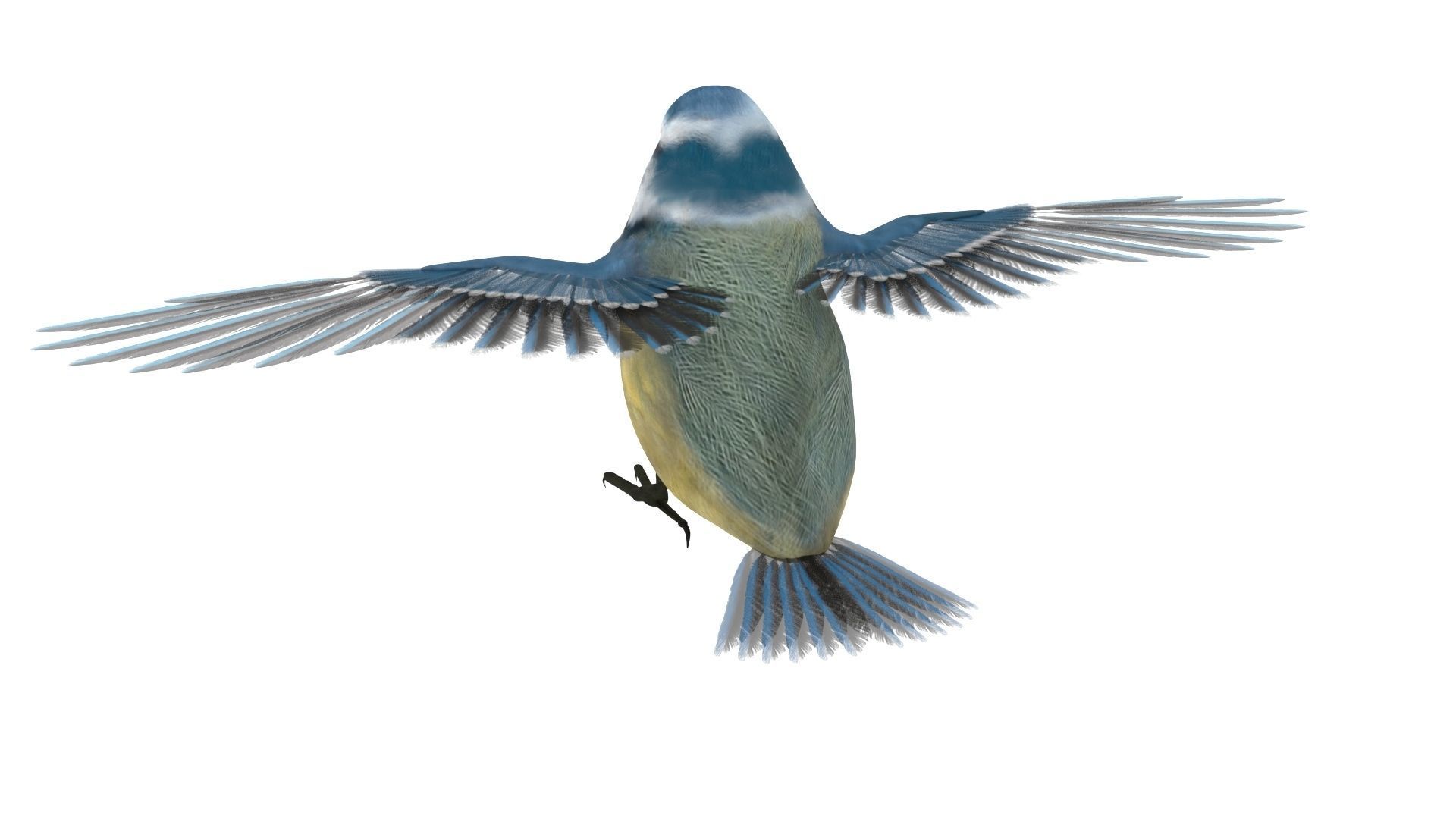Blue titmouse bird Low-poly 3D model_4