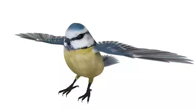 Blue titmouse bird Low-poly 3D model