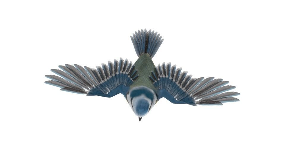 Blue titmouse bird Low-poly 3D model_3