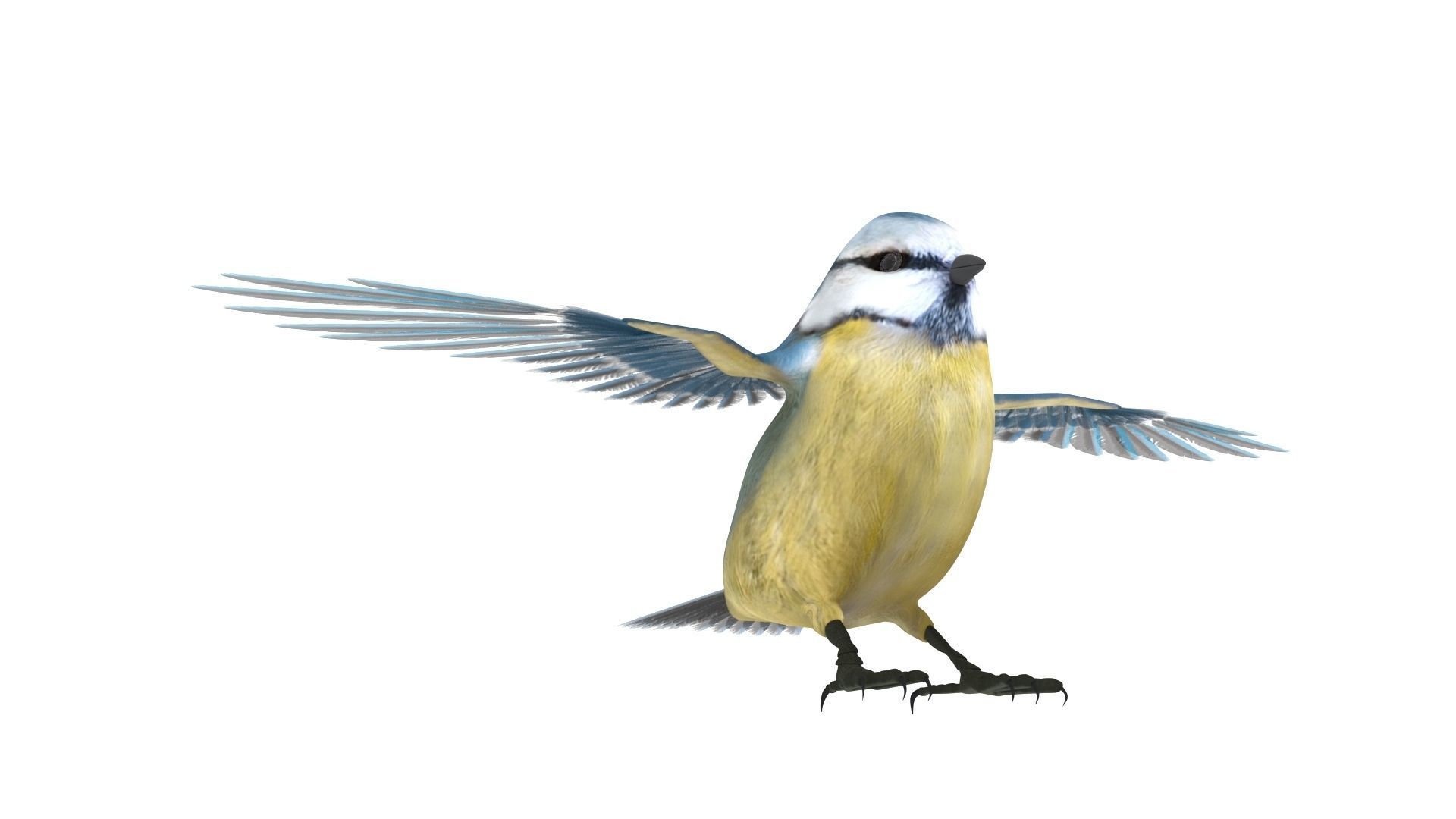 Blue titmouse bird Low-poly 3D model_2