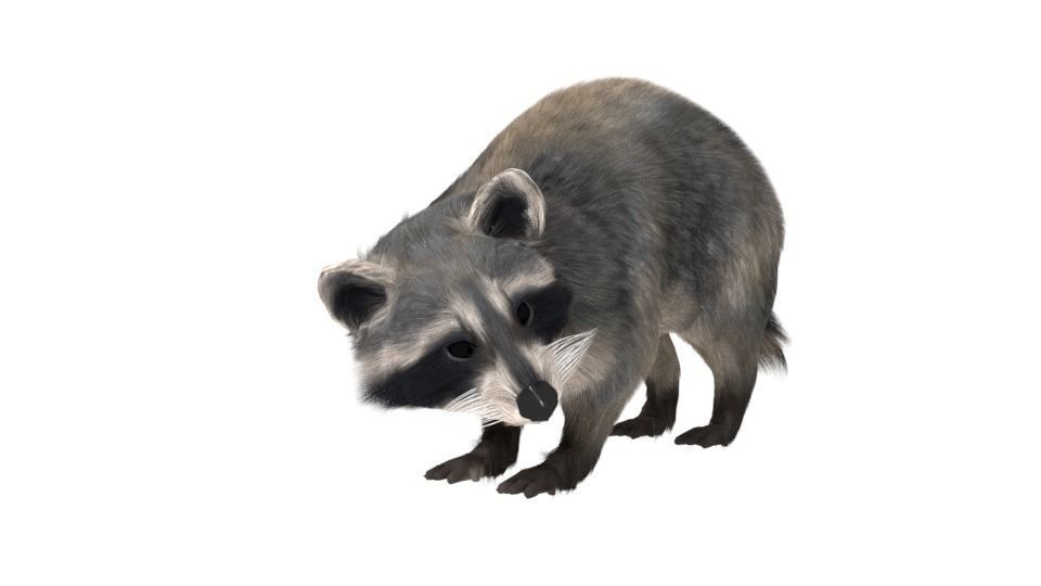 Realistic raccoon 3D model_4