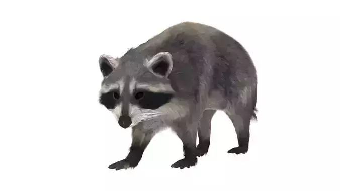 Realistic raccoon
