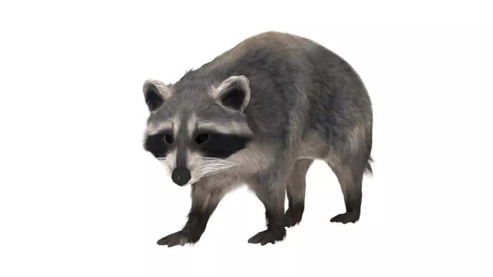 Realistic raccoon 3D model_0