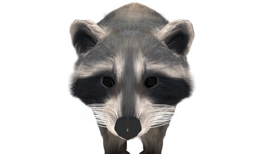 Realistic raccoon 3D model_1