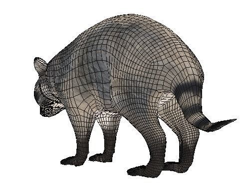 Realistic raccoon 3D model_10