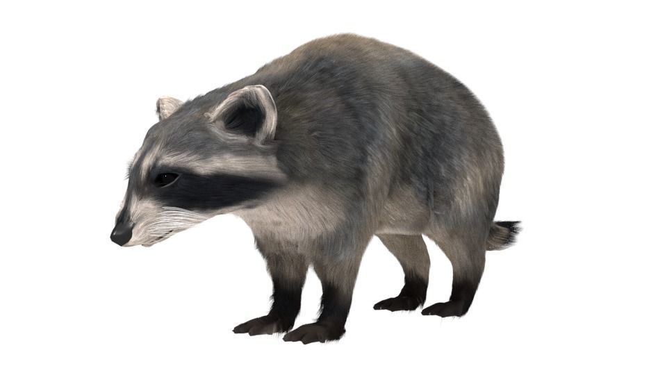 Realistic raccoon 3D model_3