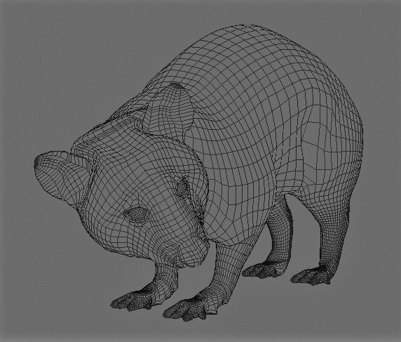 Realistic raccoon 3D model_6