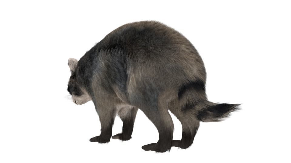 Realistic raccoon 3D model_8