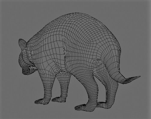 Realistic raccoon 3D model_9