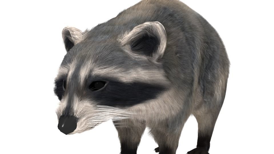 Realistic raccoon 3D model_2