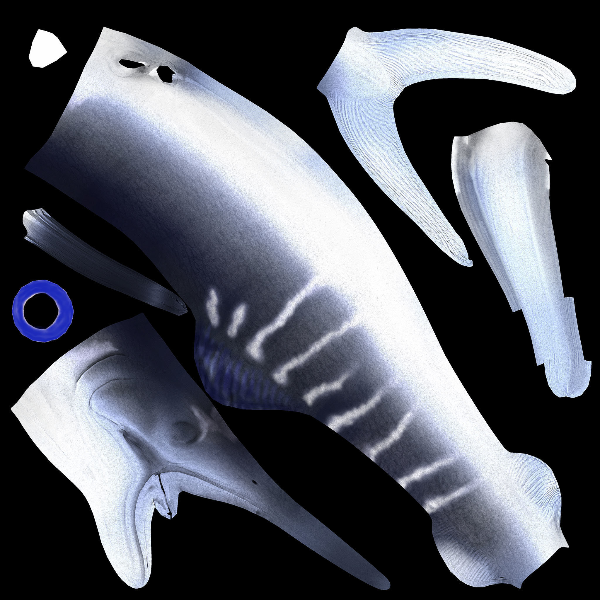 Protosphyraena nitida  Low-poly 3D model_5