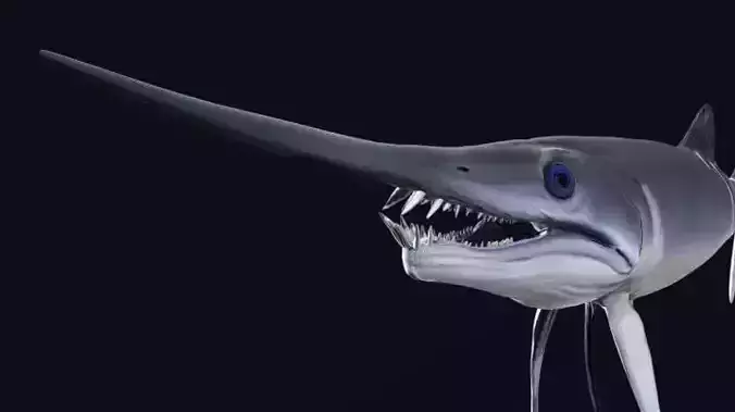 Protosphyraena nitida  Low-poly 3D model
