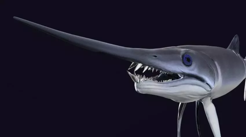 Protosphyraena nitida  Low-poly 3D model_0