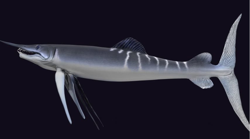 Protosphyraena nitida  Low-poly 3D model_3