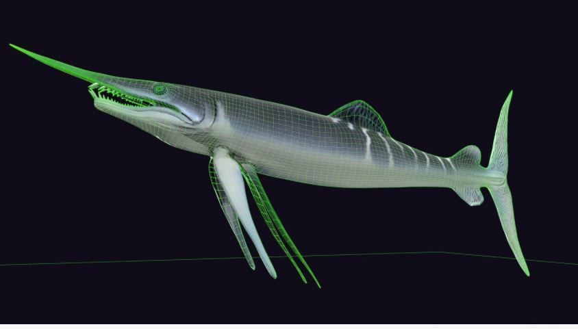 Protosphyraena nitida  Low-poly 3D model_2