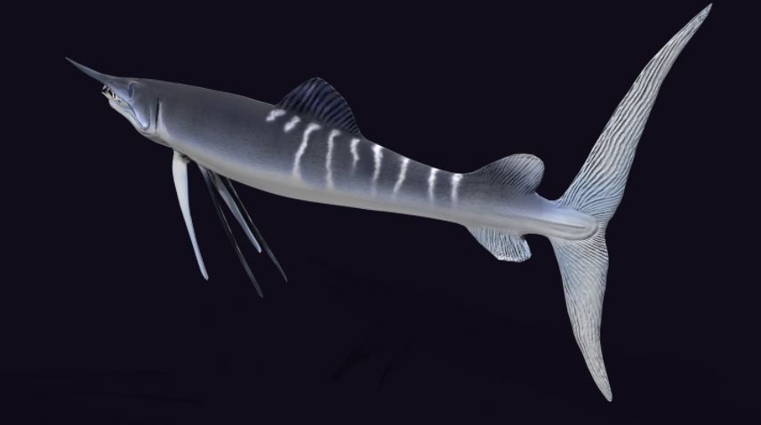 Protosphyraena nitida  Low-poly 3D model_4