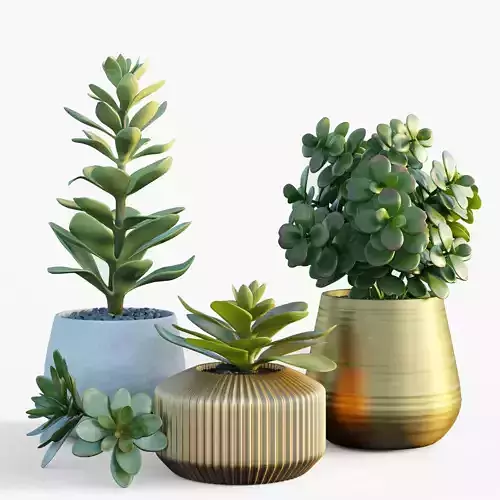 Plants collection 09