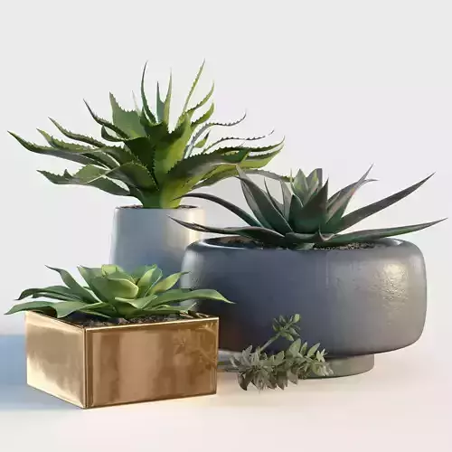 Plants collection 10