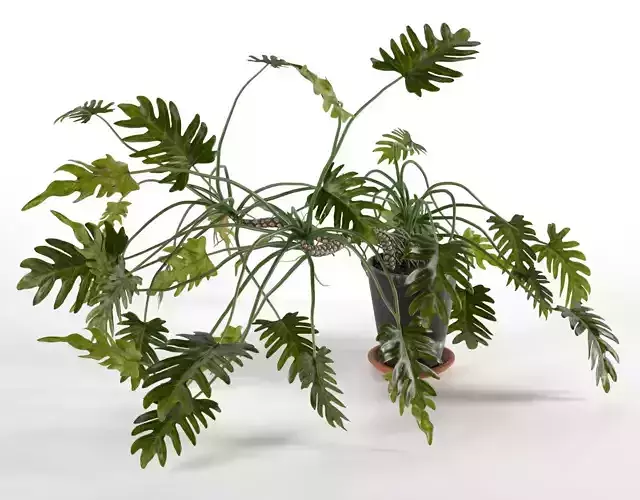 Philodendron Xanadu in Pot