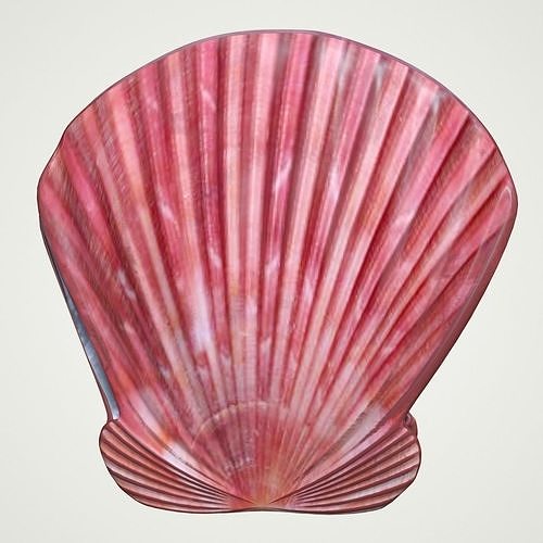 Sea Shell Scallop Pecten shell 4K 3D model