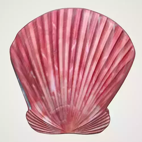 Sea Shell Scallop Pecten shell 4K