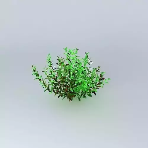 Hypoestes Phyllostachya