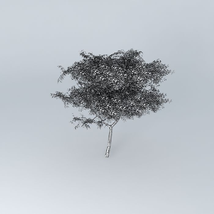 autumn tree Free 3D model_3