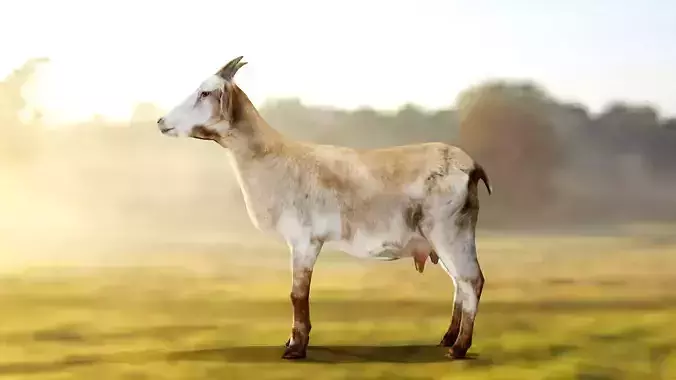 Goat - Male and Female Low-poly 3D model