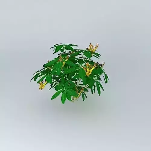 plant with leaves and flowers