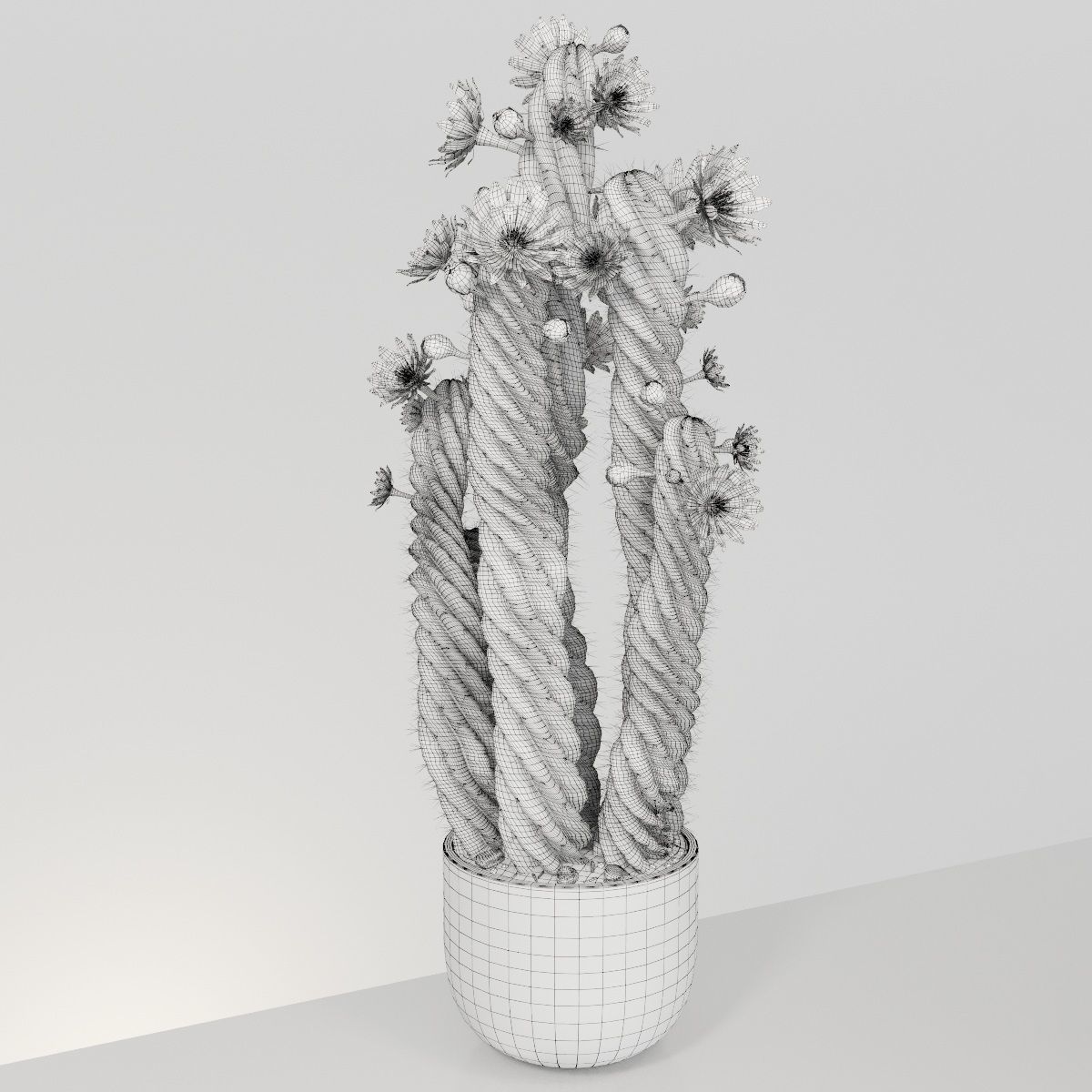 Plant 5 two cactus plants with flowers 3D model_4