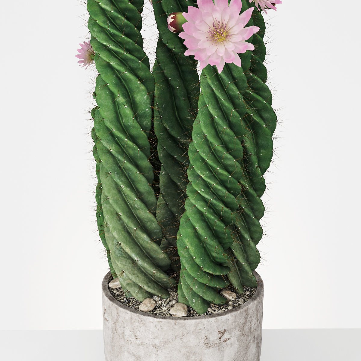 Plant 5 two cactus plants with flowers 3D model_1