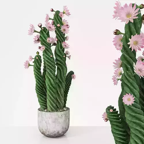 Plant 5 two cactus plants with flowers 3D model