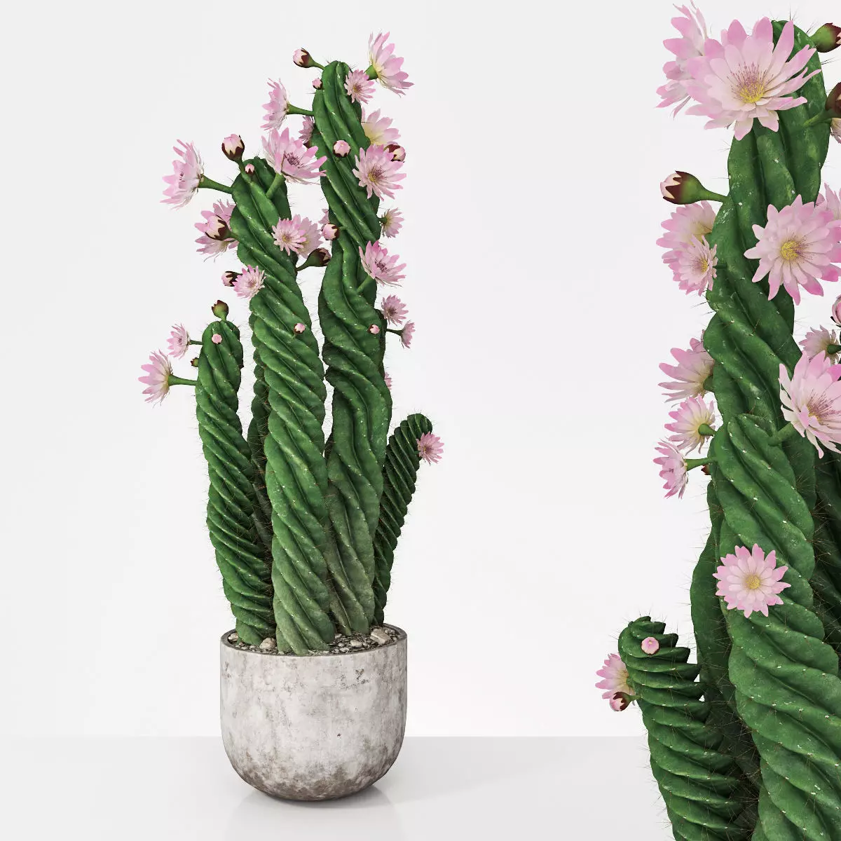 Plant 5 two cactus plants with flowers 3D model_0