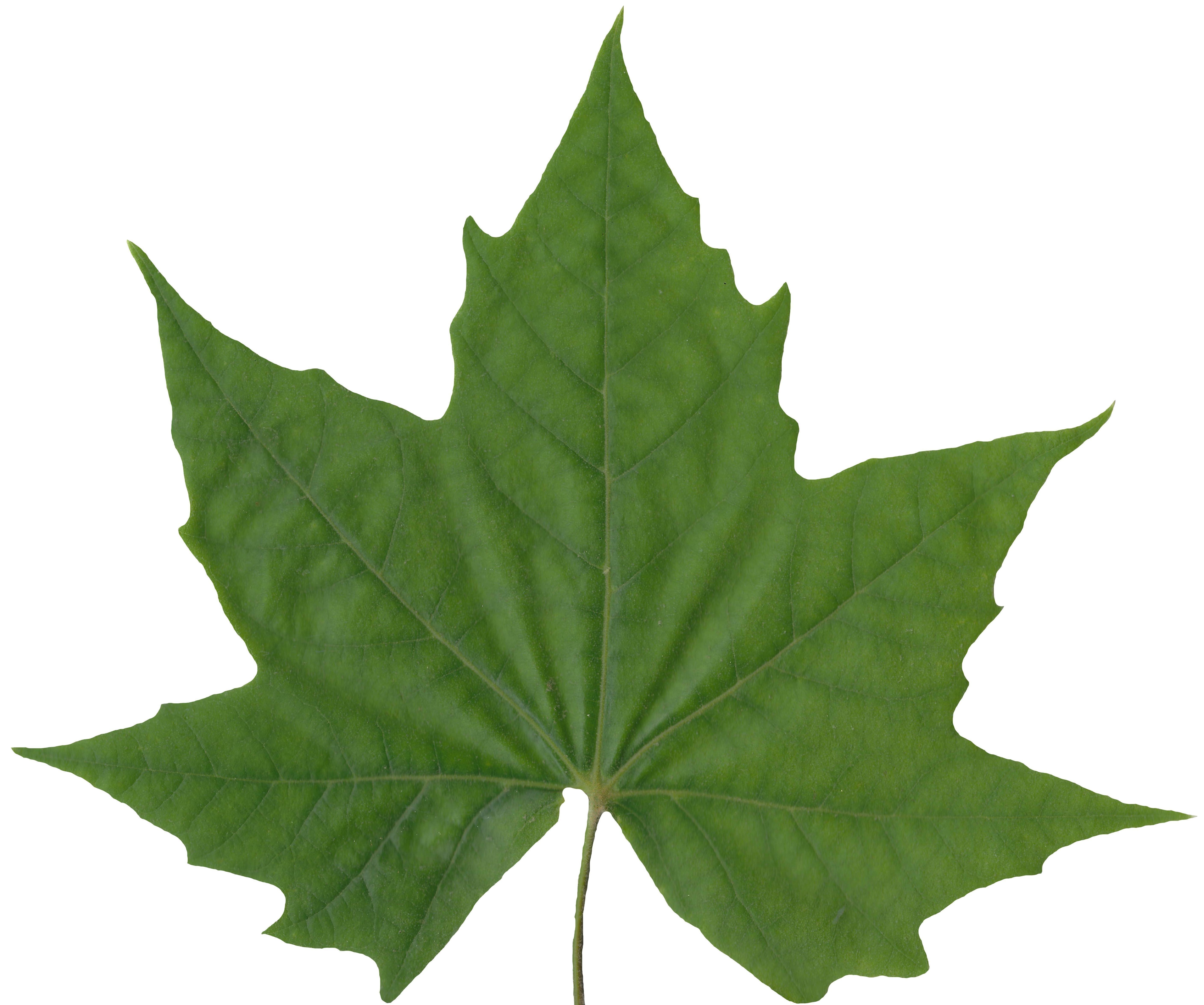 Sycamore Leaf Scanned Texture Pack - 18 Textures Texture_13