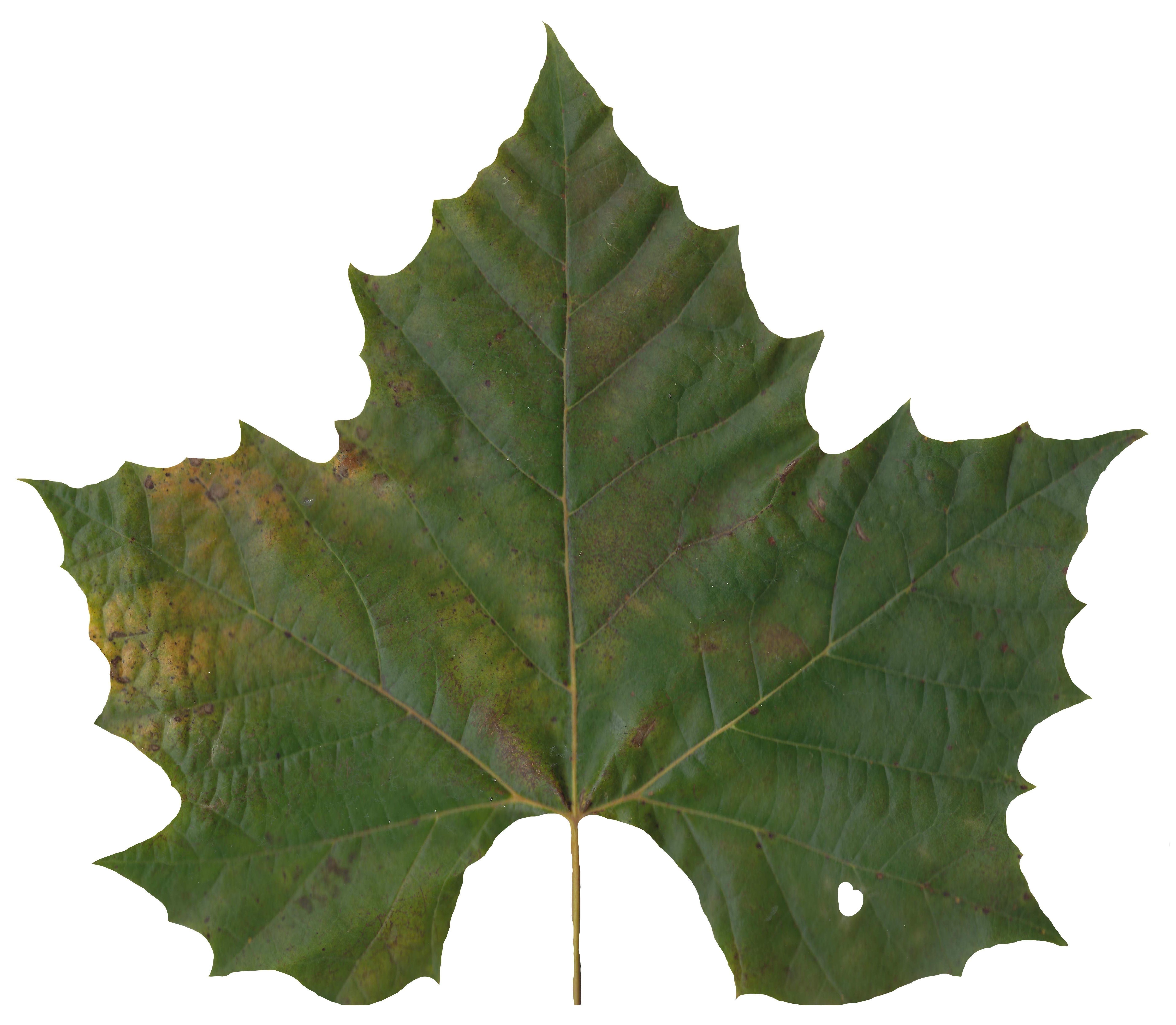 Sycamore Leaf Scanned Texture Pack - 18 Textures Texture_14