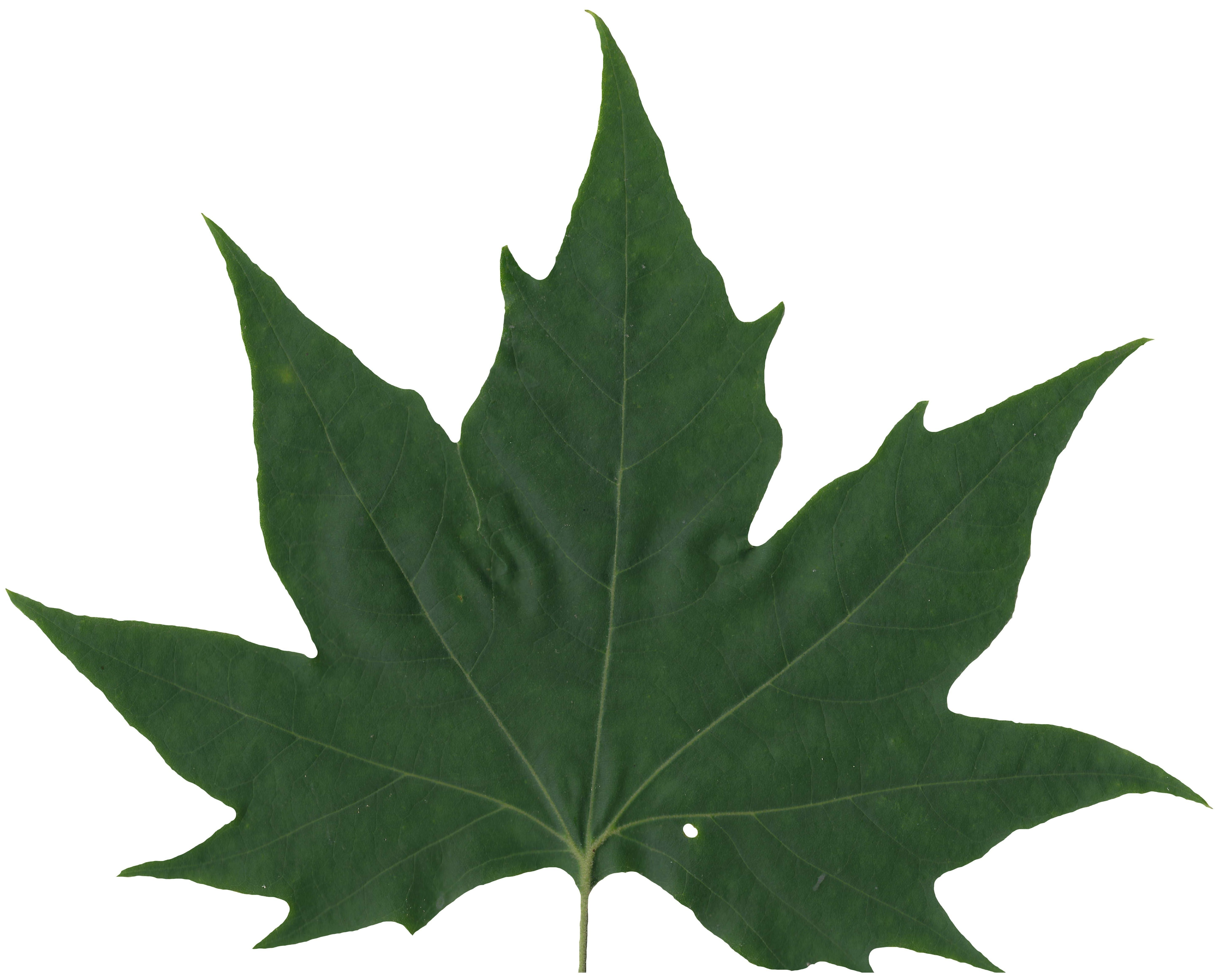 Sycamore Leaf Scanned Texture Pack - 18 Textures Texture_16