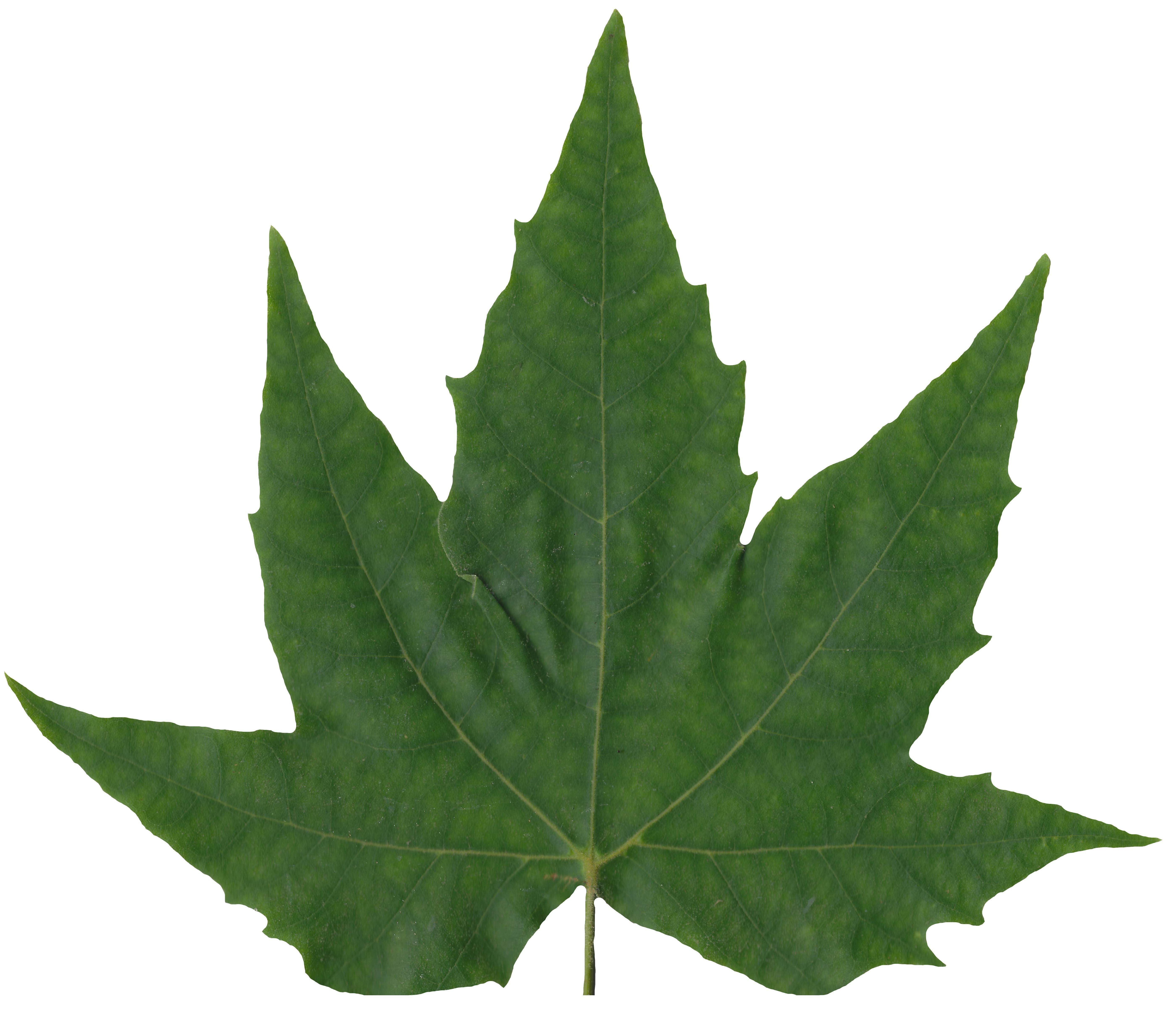 Sycamore Leaf Scanned Texture Pack - 18 Textures Texture_7