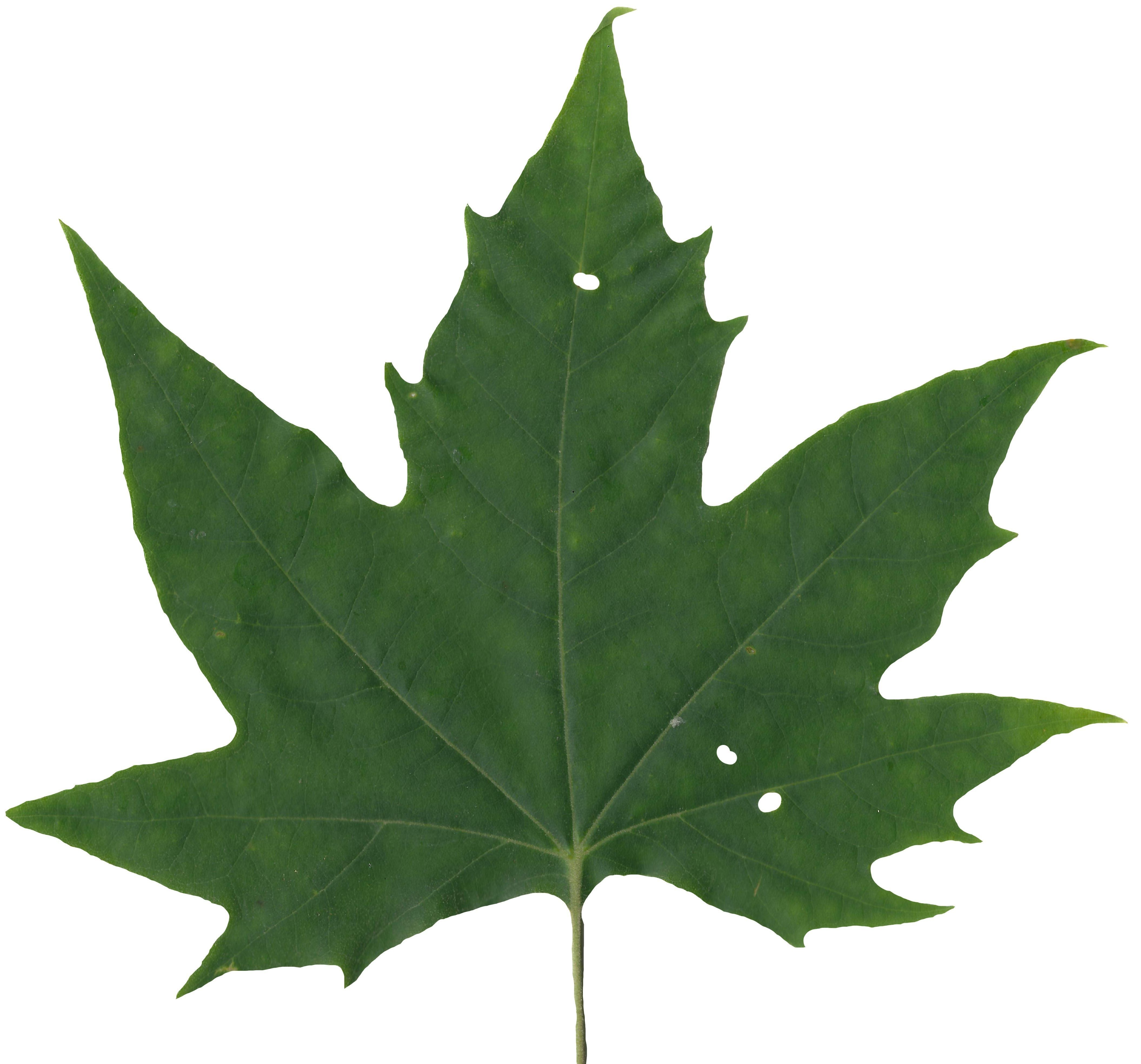 Sycamore Leaf Scanned Texture Pack - 18 Textures Texture_17