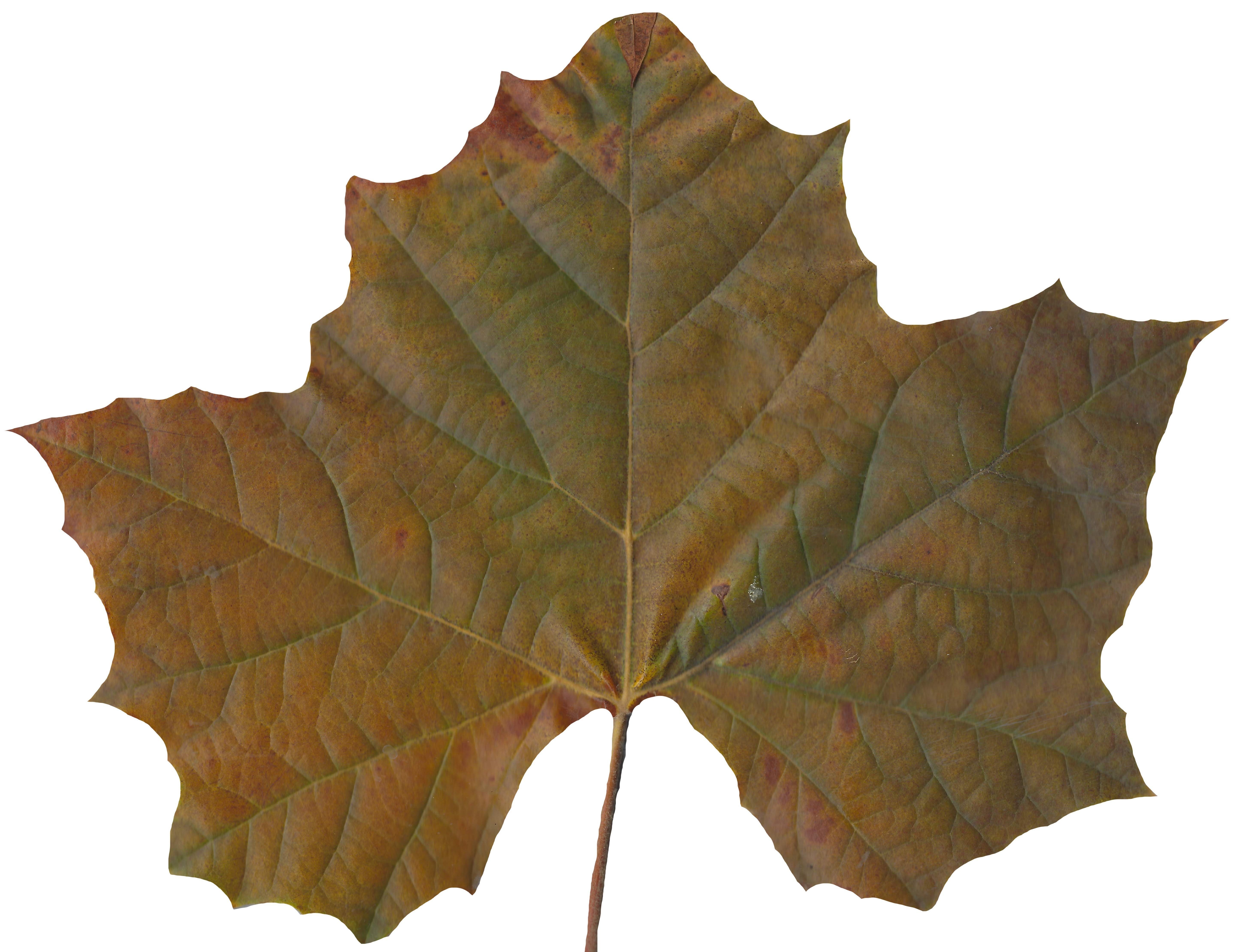 Sycamore Leaf Scanned Texture Pack - 18 Textures Texture_9