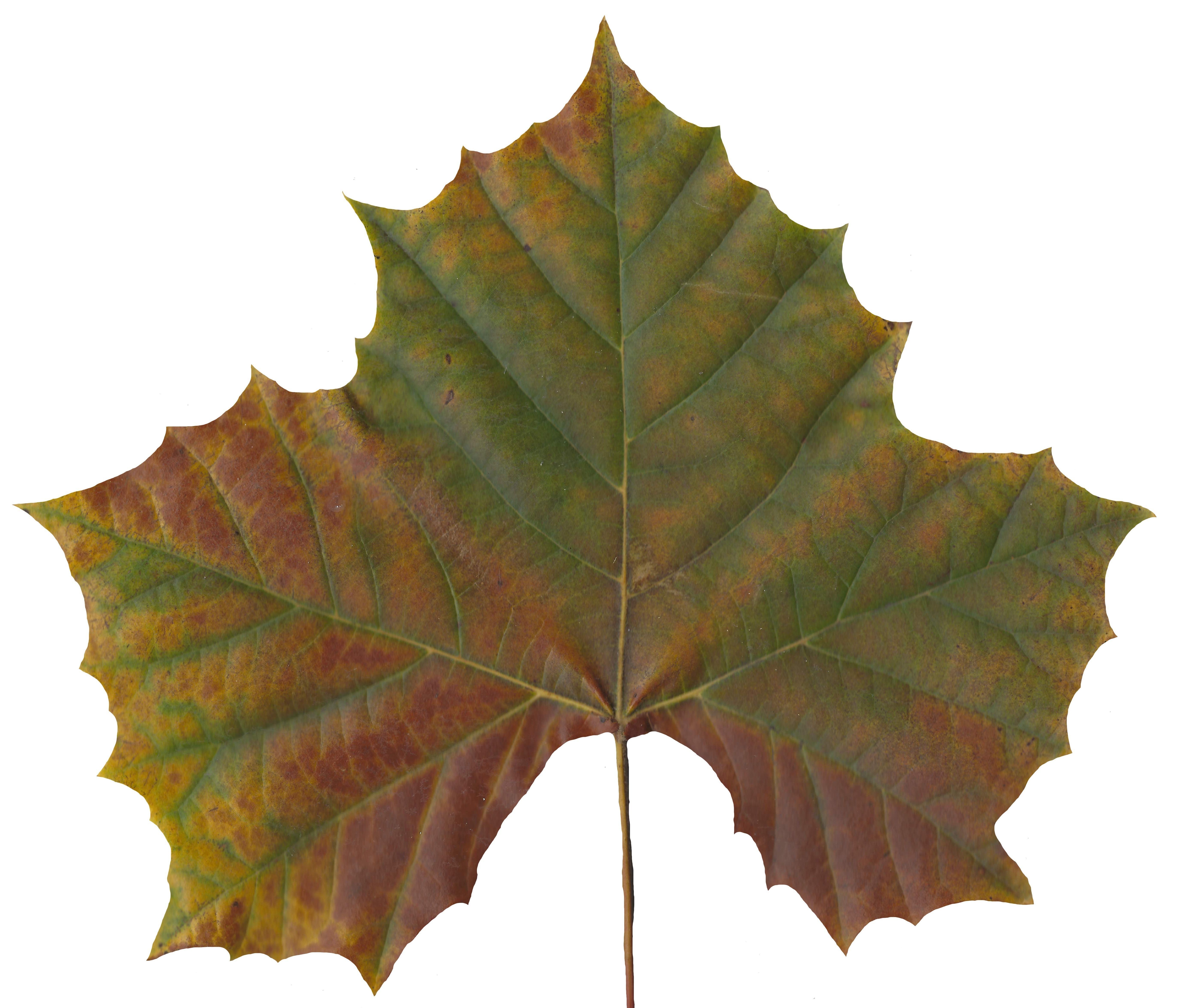 Sycamore Leaf Scanned Texture Pack - 18 Textures Texture_15