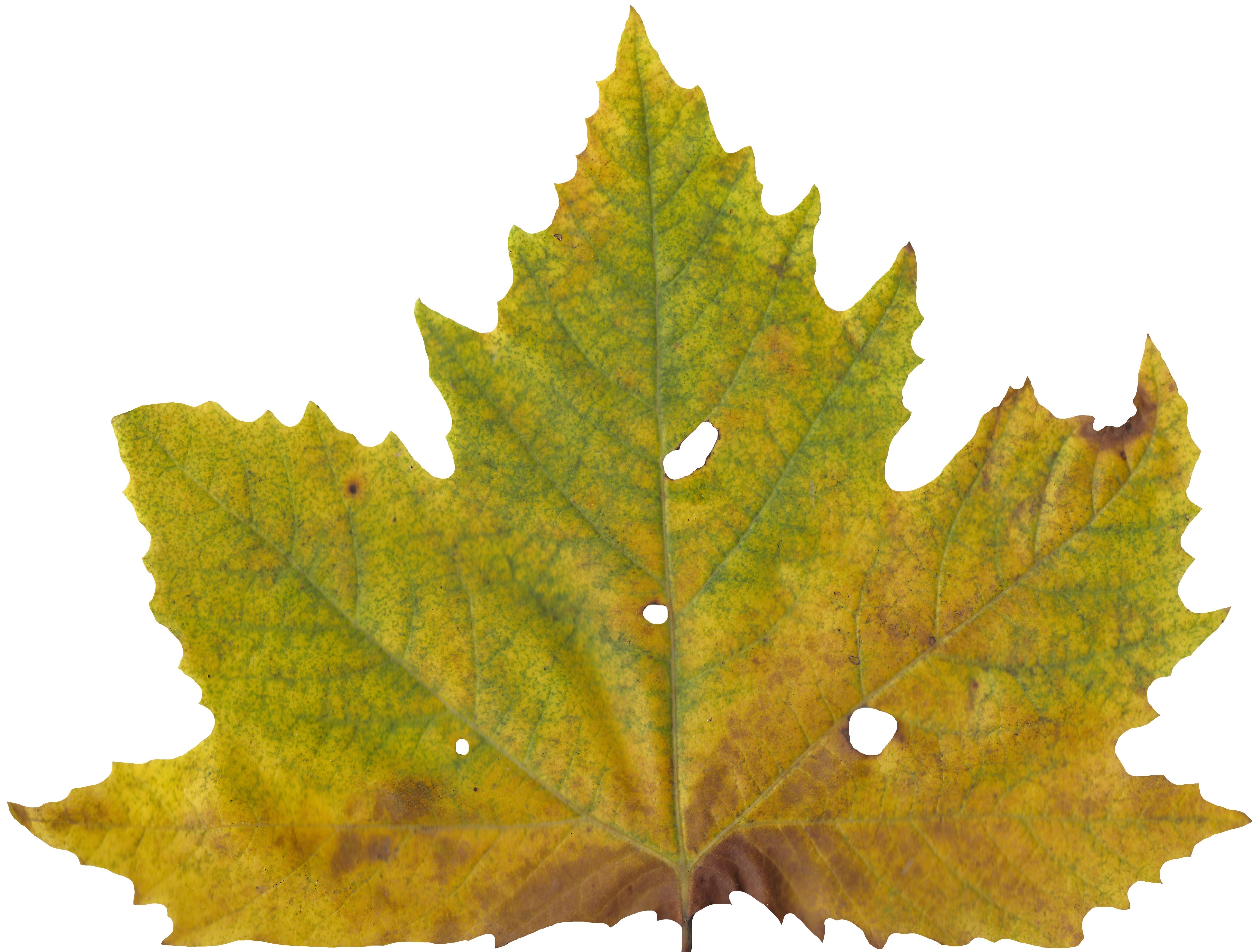 Sycamore Leaf Scanned Texture Pack - 18 Textures Texture_4