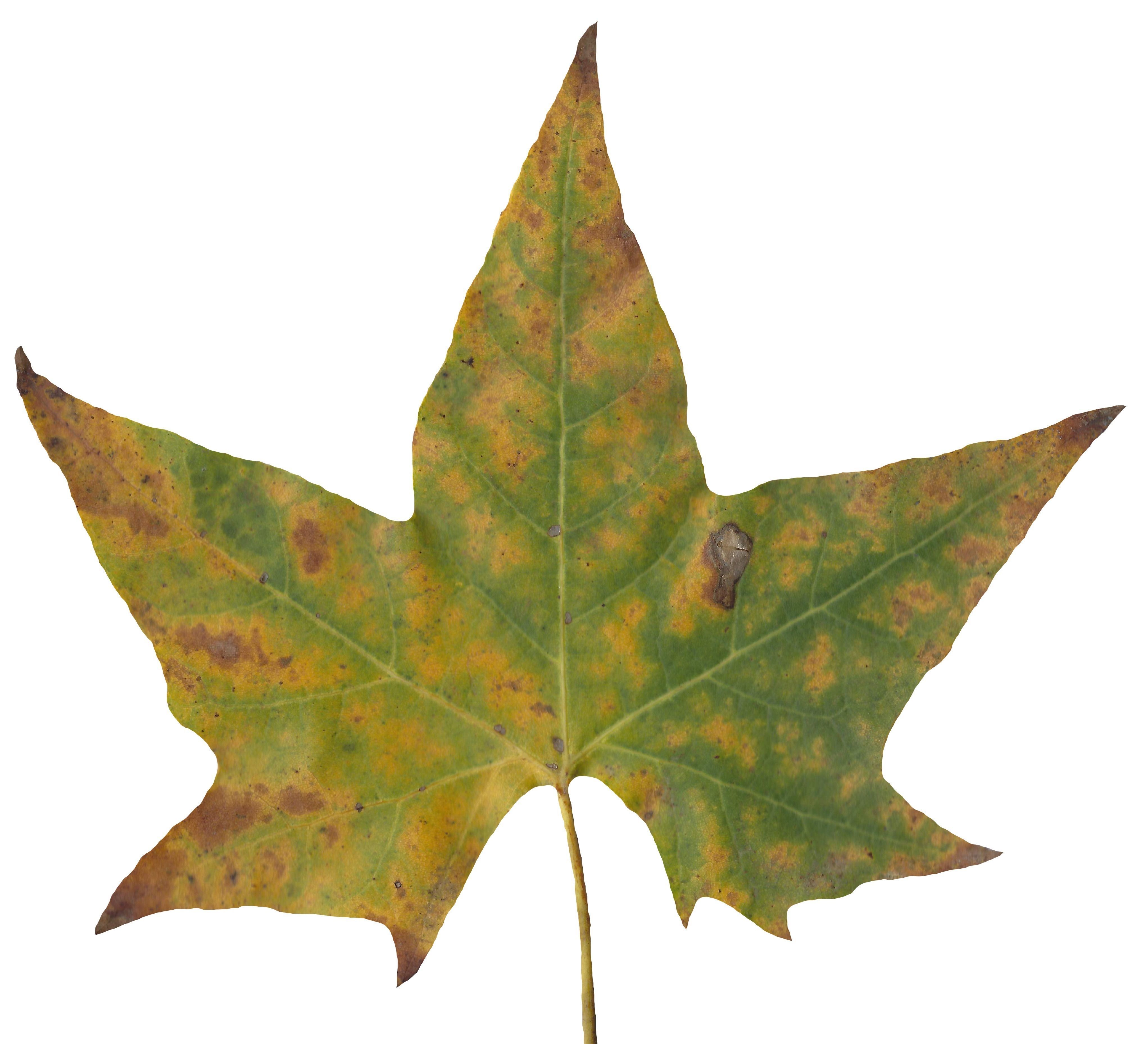 Sycamore Leaf Scanned Texture Pack - 18 Textures Texture_12