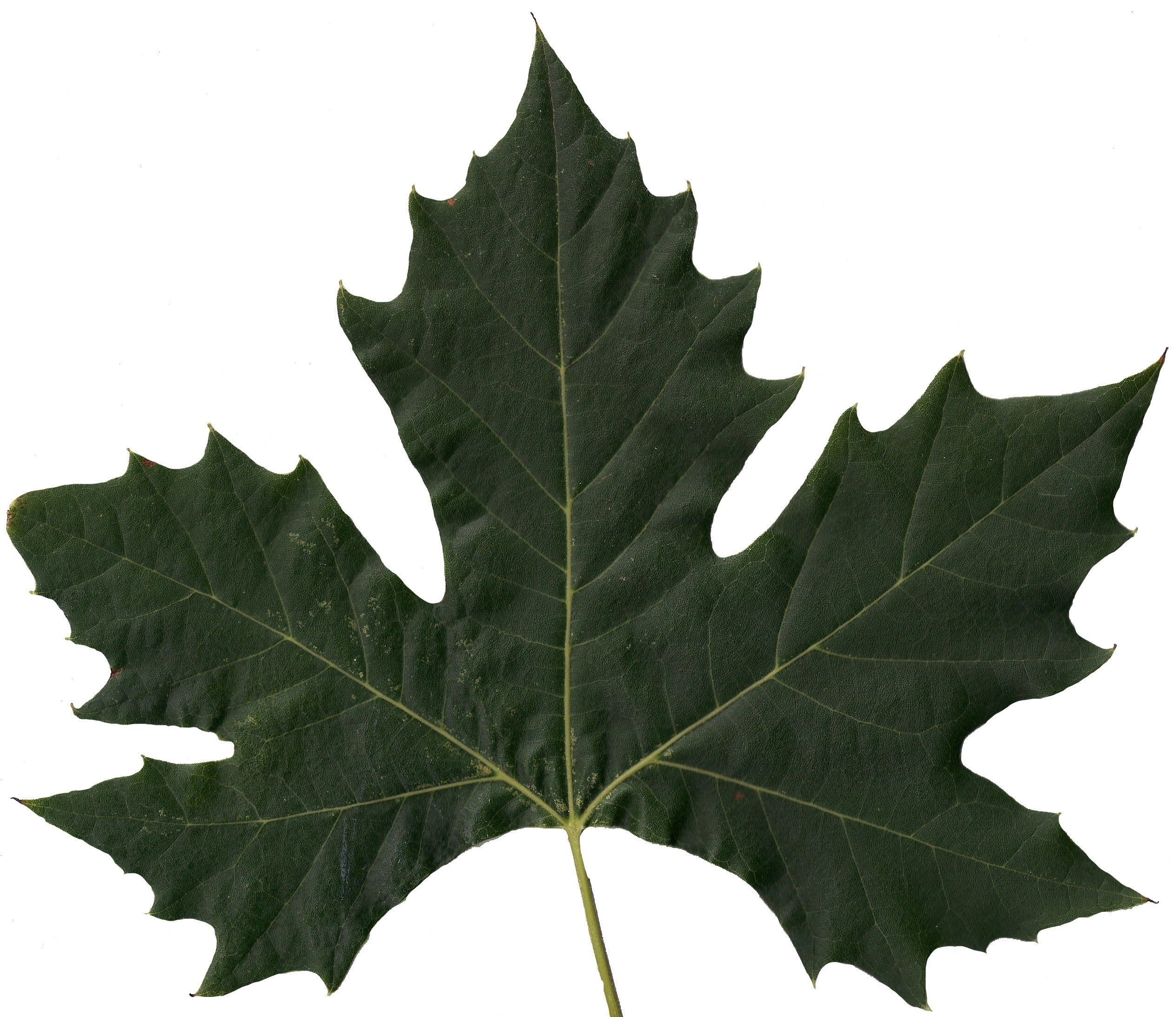 Sycamore Leaf Scanned Texture Pack - 18 Textures Texture_5