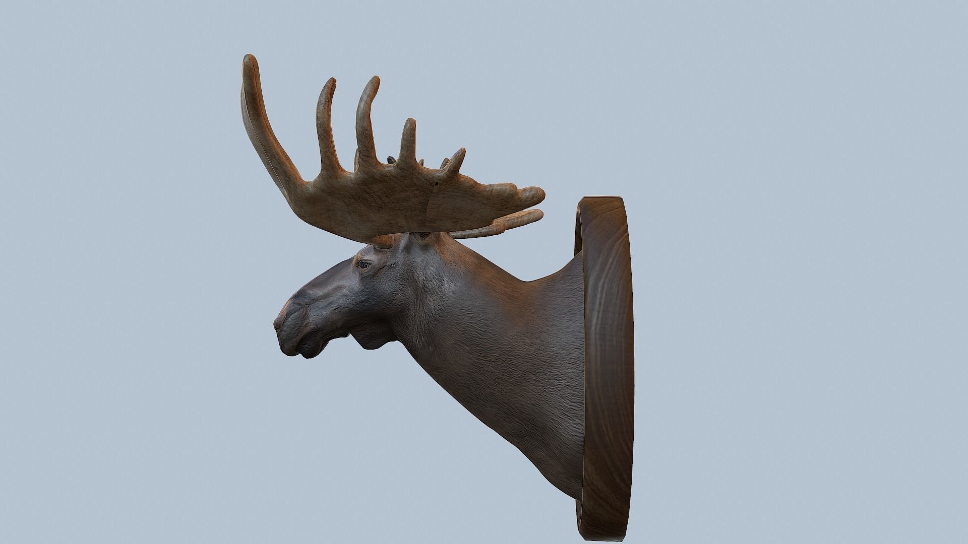 Moose Head Taxidermy Low-poly 3D model_18